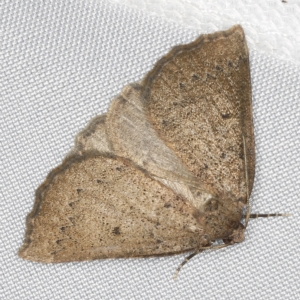 Amelora anepiscepta at O'Connor, ACT - 14 Mar 2023 09:10 PM