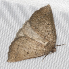 Amelora anepiscepta at O'Connor, ACT - 14 Mar 2023 09:10 PM