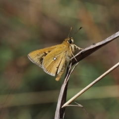 Trapezites luteus (Yellow Ochre, Rare White-spot Skipper) at Tuggeranong Hill - 27 Mar 2023 by RAllen