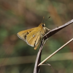 Trapezites luteus (Yellow Ochre, Rare White-spot Skipper) at Theodore, ACT - 27 Mar 2023 by RAllen