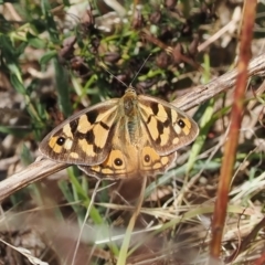 Heteronympha penelope (Shouldered Brown) at Tuggeranong Hill - 27 Mar 2023 by RAllen