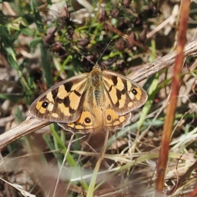 Heteronympha penelope (Shouldered Brown) at Theodore, ACT - 28 Mar 2023 by RAllen