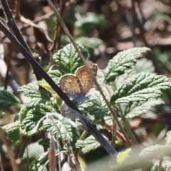 Theclinesthes serpentata (Saltbush Blue) at Tuggeranong Hill - 28 Mar 2023 by RAllen