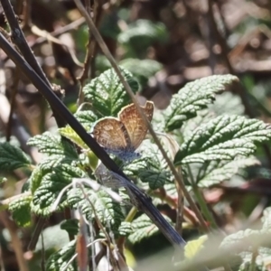 Theclinesthes serpentata at Calwell, ACT - 28 Mar 2023