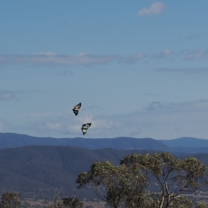 Charaxes sempronius at Calwell, ACT - 28 Mar 2023