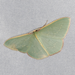 Chlorocoma dichloraria at O'Connor, ACT - 14 Mar 2023