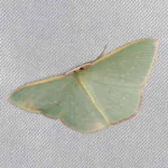 Chlorocoma dichloraria (Guenee's or Double-fringed Emerald) at O'Connor, ACT - 14 Mar 2023 by ibaird