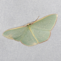 Chlorocoma dichloraria at O'Connor, ACT - 14 Mar 2023