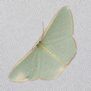 Chlorocoma dichloraria at O'Connor, ACT - 14 Mar 2023