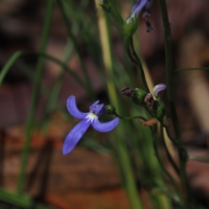 Lobelia simplicicaulis at Cotter River, ACT - 28 Mar 2023