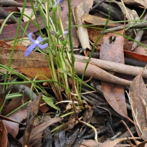 Lobelia simplicicaulis at Cotter River, ACT - 28 Mar 2023