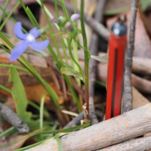 Lobelia simplicicaulis at Cotter River, ACT - 28 Mar 2023 12:52 PM