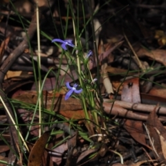 Lobelia simplicicaulis at Cotter River, ACT - 28 Mar 2023