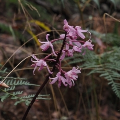 Dipodium roseum (Rosy Hyacinth Orchid) at Cotter River, ACT - 28 Mar 2023 by RAllen