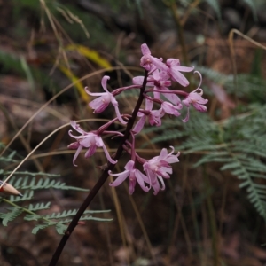 Dipodium roseum at Cotter River, ACT - 28 Mar 2023