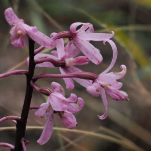 Dipodium roseum at Cotter River, ACT - 28 Mar 2023