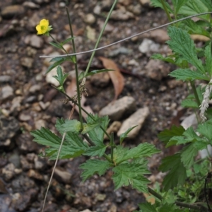 Geum urbanum at Cotter River, ACT - 28 Mar 2023