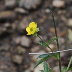 Geum urbanum at Cotter River, ACT - 28 Mar 2023