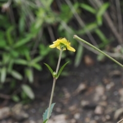 Geum urbanum at Cotter River, ACT - 28 Mar 2023