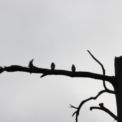 Microcarbo melanoleucos (Little Pied Cormorant) at Molonglo River Reserve - 1 Apr 2023 by JimL