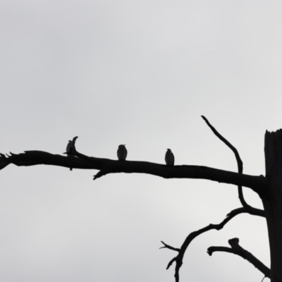 Microcarbo melanoleucos (Little Pied Cormorant) at Molonglo River Reserve - 1 Apr 2023 by JimL