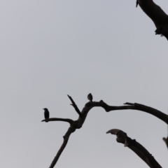 Sturnus vulgaris (Common Starling) at Molonglo Valley, ACT - 1 Apr 2023 by JimL