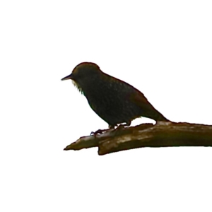 Sturnus vulgaris at Molonglo Valley, ACT - 2 Apr 2023