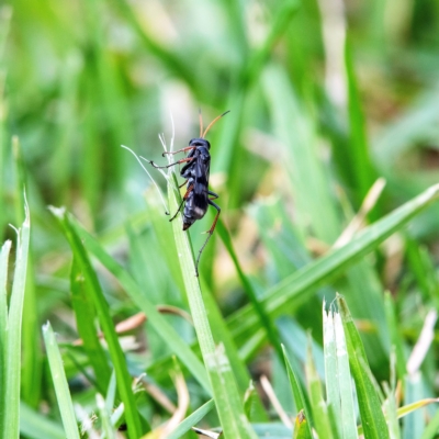 Pompilidae (family) (Unidentified Spider wasp) at Higgins, ACT - 1 Apr 2023 by Untidy