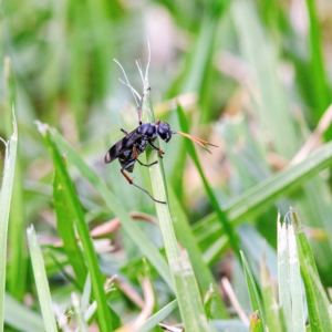 Pompilidae (family) at Higgins, ACT - suppressed