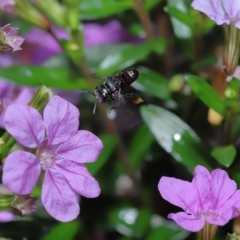 Unidentified Bee (Hymenoptera, Apiformes) at Wellington Point, QLD - 26 Mar 2023 by TimL