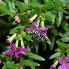 Megachile sp. at Wellington Point, QLD - 26 Mar 2023 by TimL