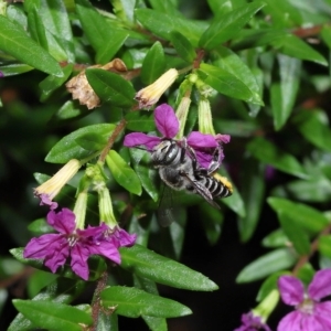 Megachile sp. (several subgenera) at Wellington Point, QLD - suppressed