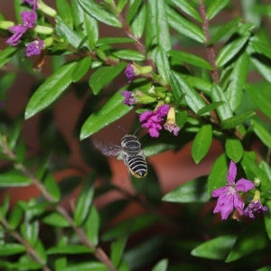 Megachile sp. (several subgenera) at Wellington Point, QLD - suppressed