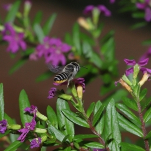 Megachile sp. (several subgenera) at Wellington Point, QLD - suppressed