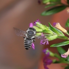 Megachile sp. (several subgenera) at Wellington Point, QLD - suppressed