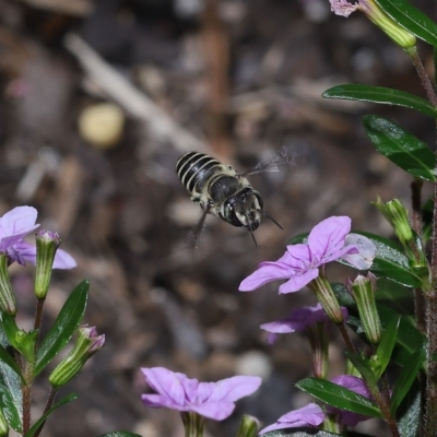 Unidentified Bee (Hymenoptera, Apiformes) at Wellington Point, QLD - 26 Mar 2023 by TimL