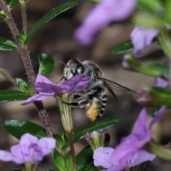 Megachile sp. (several subgenera) at Wellington Point, QLD - suppressed