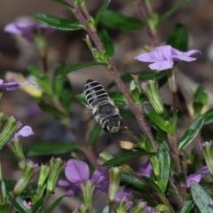 Megachile sp. (several subgenera) at Wellington Point, QLD - suppressed