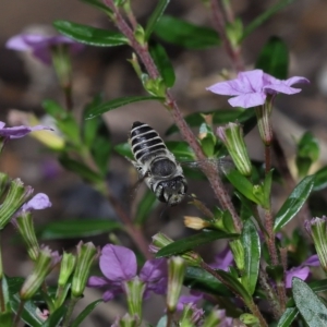 Megachile sp. (several subgenera) at Wellington Point, QLD - suppressed