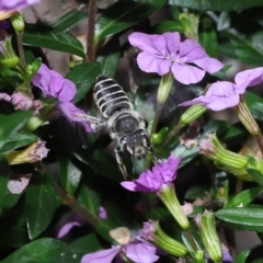 Megachile sp. (several subgenera) at Wellington Point, QLD - suppressed