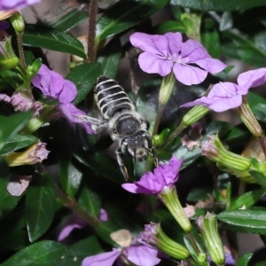 Megachile sp. (several subgenera) at Wellington Point, QLD - suppressed