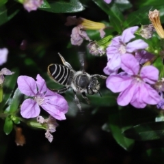Megachile sp. (several subgenera) at Wellington Point, QLD - suppressed