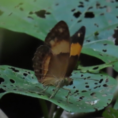 Cupha prosope (Bordered Rustic) at Fitzroy Island, QLD - 31 Mar 2023 by MatthewFrawley