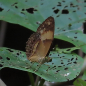 Cupha prosope at Fitzroy Island, QLD - 31 Mar 2023