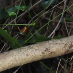 Cupha prosope at Fitzroy Island, QLD - 31 Mar 2023