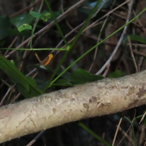Cupha prosope at Fitzroy Island, QLD - 31 Mar 2023 07:58 AM