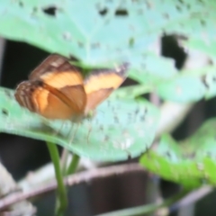 Cupha prosope at Fitzroy Island, QLD - 31 Mar 2023 07:58 AM