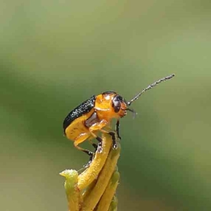 Aporocera (Aporocera) consors at O'Connor, ACT - 31 Jan 2023