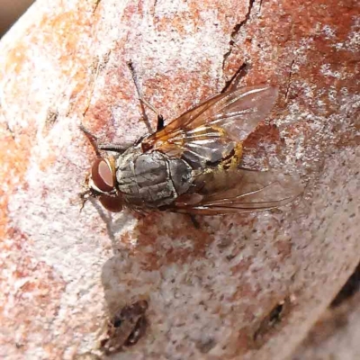 Calliphora stygia (Brown blowfly or Brown bomber) at Dryandra St Woodland - 31 Jan 2023 by ConBoekel