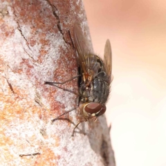 Calliphora stygia at O'Connor, ACT - 31 Jan 2023